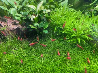 Neocaridina Davidi var. Sakura Red - 3