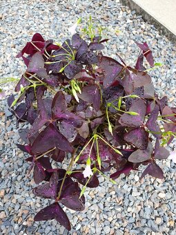 Oxalis triangularis. - 3