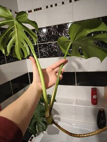 Monstera Deliciosa - 3