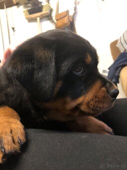 Štěně Rottweilera - 3