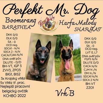 Belgický ovčák malinois s PP - 4