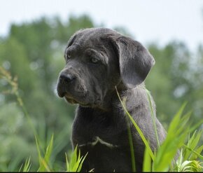 Cane Corso s PP (FCI) - 4