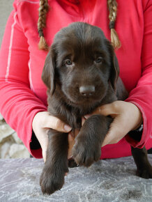 Hnědý pejsek Flat Coated Retriever s PP - 4