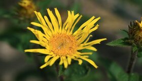 Oman srstnatý- Inula hirta 1000 semen 50 Kč - 4