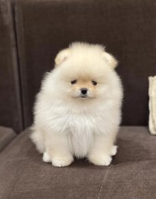 Pomeranian mini - 4