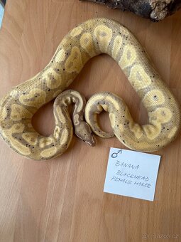 Sleva - Krajta královská - Python regius - 4