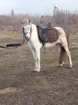 Predam sportovy welsh pony kobylu - 4