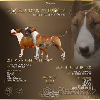 Bullterrier,bulterier standard - 4