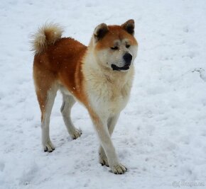 Akita inu - 4