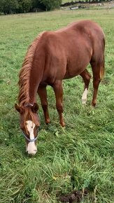 Nadějná TOP cuttingova klisnička Quarter Horse - 4