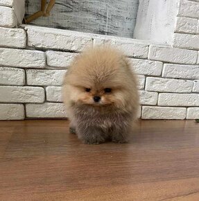 Pomeranian Boo - 4