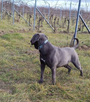 Cane Corso pes s PP (FCI) - 4