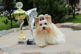 Golddust Yorkshire Terrier (Jorkšírský terier) - 4