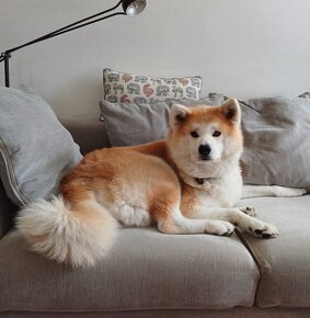 Akita inu - 4