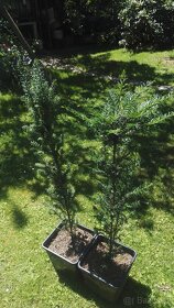 Tis červený-Taxus baccata - 4