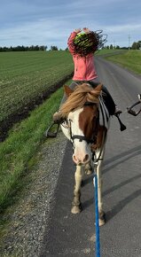 Pony klisna pro děti - 4