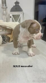 American Bully Extreme - 4