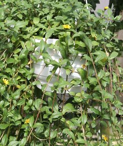 Wedelie čínská - Wedelia calendulacea - velká rostlina - 4