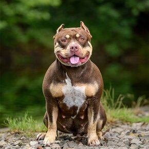 American bully Standard - 4