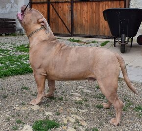 American bully xl-xxl (ABKC)-kryti - 4