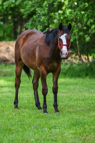 QH hřebec s výjimečným původem a zbarvením -reining,cowhorse - 4