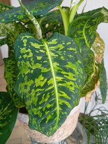 Dieffenbachia Reflector - 4