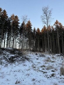 Prodám lesní pozemek v k.ú. Stojslavice - 4