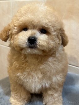 Maltipoo / Bishpoo - 4