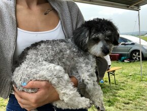 Kříženec Maltipoo/Boloňský psík - 4