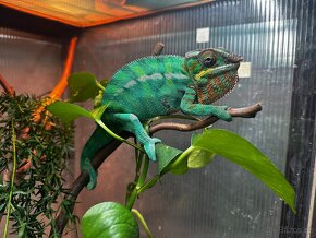 Chameleon Pardali - 4