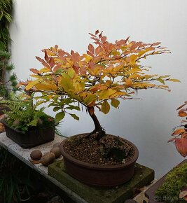 Buk lesní (Fagus sylvatica) bonsai - 4