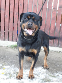 rotvajler rottweiler - 4