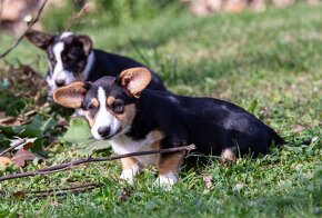 Welsh Corgi Cardigan - 4