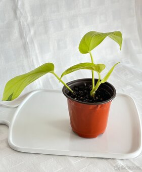 Epipremnum aureum Neon  - 4