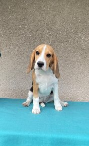 Bígl (beagle) - 4