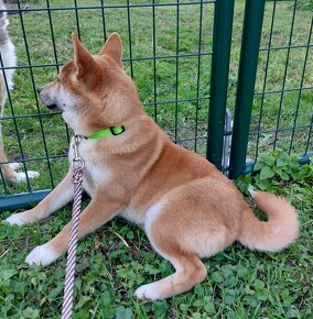 Shiba inu s PP - 4