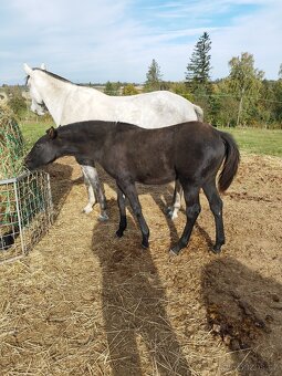 Welsh pony x lusitano - 4