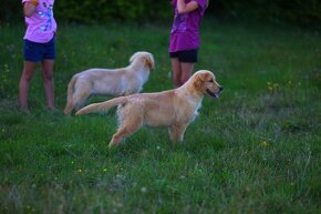 GOLDEN RETRIEVER-zlaty retrivr, zlaty retriever , american - 4