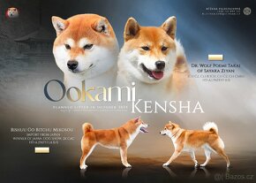 Shiba inu s PP - 4