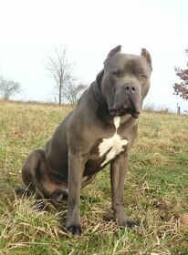 American Bully xl/ xxl krytí - 4