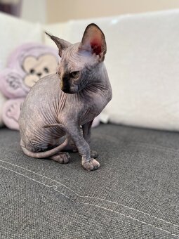 SPHYNX koťátka bez PP - 4