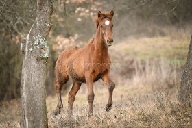 Lusitano PSL klisna s pp přímo od chovatele - 4