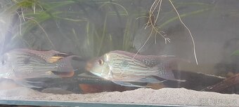 Geophagus sveni - 4