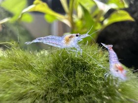 neocaridina zhangjiajiensis Blue Jelly Vein - 4