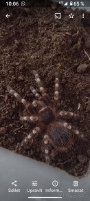 Sklípkan Acanthoscurria Geniculata - 4