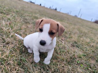 Jack Russell teriér - 4