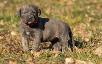 Mix Cane Corso - 4