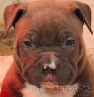 American bully standart - 4