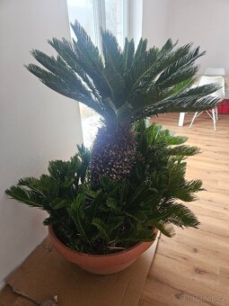 prodám krásný velký Cycas Revoluta - 4