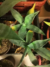 Agave americana, Havortia, Gasteria. - 4